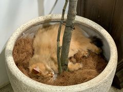 -自由生长植物工作室(深港花卉中心店)
