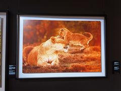 -罗红摄影艺术馆