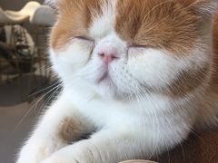 -飞行喵MR PILOT|猫舍·猫咖(静安大融城店)