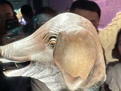-合肥野生动物园