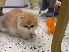 -柚子猫舍·精品猫舍购猫·猫咪认养·购宠·宠物店