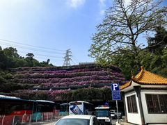 -深圳仙湖植物园