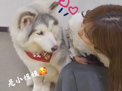 -Husky Go! 哈士奇体验馆·宠物咖啡厅狗咖