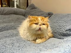 -有猫主题·治愈系猫咖(曾厝垵店)