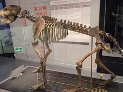 -北京周口店北京人遗址博物馆