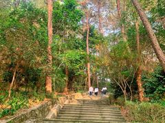 -铁山坪森林公园