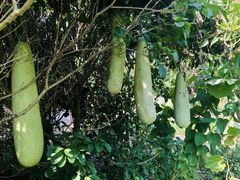 -长兴岛郊野公园农场食堂