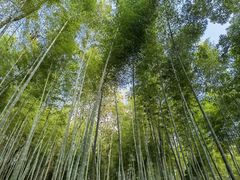 -上海佘山国家森林公园天马山园