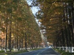 -黄海国家森林公园