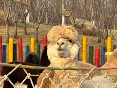 -北京野生动物园