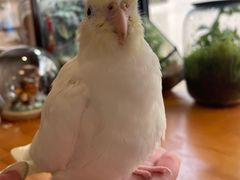-吉丁鸟咖·异宠·寄养