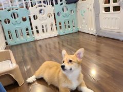 -柯斗斗主题餐厅·狗咖·围炉煮茶·茶饮(国瑞升平里店)