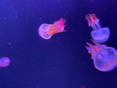 -石家庄极地海洋世界