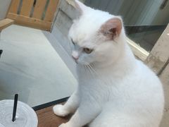 -Heymao猫咖.咖啡厅(东门店)