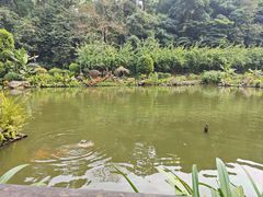 -深圳仙湖植物园