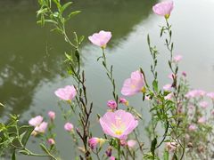 -上海杨姆庄园