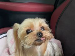 -帕帕拉兹宠物(亚洲旗舰店)