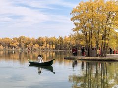 -金塔沙漠胡杨林景区