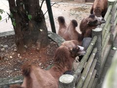 -昆明动物园