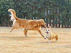 -趣玩宠物乐园寄养训犬训狗游泳池