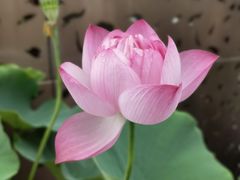 -陈家山荷花公园