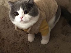 -欣宠猫屋·矮脚拿破仑·蓝金金渐层