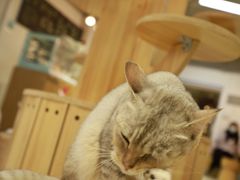 -Heymao猫咖.咖啡厅(东门店)