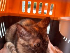 -瑞派蒂凯宠物医院·免疫点·宠保定点