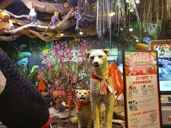 -正佳雨林生态植物园