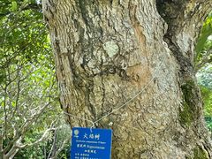 -中国科学院西双版纳热带植物园