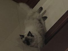 -尚御潮汕牛肉自助火锅(锦园店)