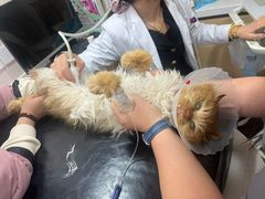 -中农大我爱我爱24h动物医院·中医针灸·猫专科·骨科医疗中心(双井店)