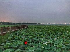 -天津东丽湖风景区