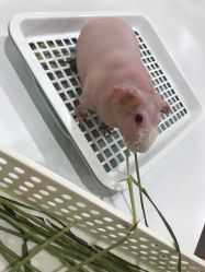 -Moni星球萌宠·小马宝莉·灵蛇·高端高阶全萌宠互动体验俱乐部(红豆国际广场店)