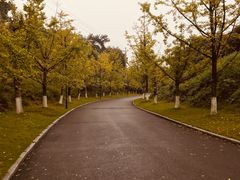 -铁山坪森林公园