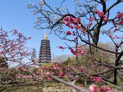 -红梅公园