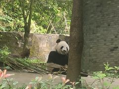 -都江堰中华大熊猫苑