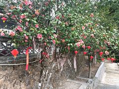 -飞霞风景名胜区