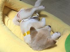 -逗柴咖啡屋·狗咖猫咖宠物桌游