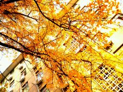 -四川大学(华西校区)