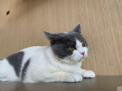 -飞行喵MR PILOT|猫舍·猫咖(静安大融城店)