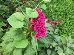 -丽泽山庄·生态怀柔菜·虹鳟鱼(红螺寺店)