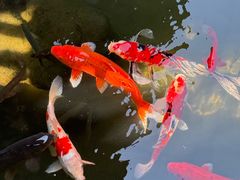 -杭州西子湖四季酒店-WL BISTRO西湖餐厅(灵隐路店)