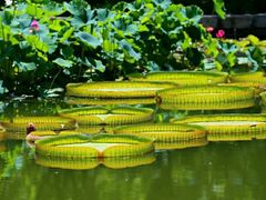 -国家植物园南园