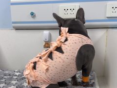 -纳吉亚猫专科动物诊疗中心(蒋宅口分院)