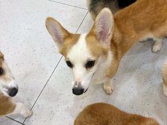 -南京宠物基地·宠物狗宠物猫售卖(南京店)