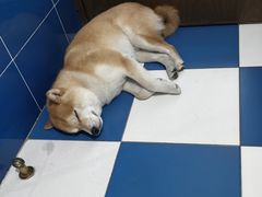-美联众合爱康动物医院•复杂内科•肿瘤科•牙科•腔镜诊疗中心