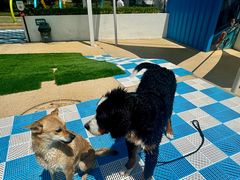 -爪吧宠物乐园 (温榆河示范区店)