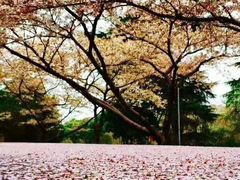 -武汉大学-樱园