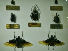 -上海昆虫博物馆